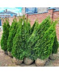 Туя західна Смарагд | Туя западная Смарагд | Thuja occidentalis Smaragd